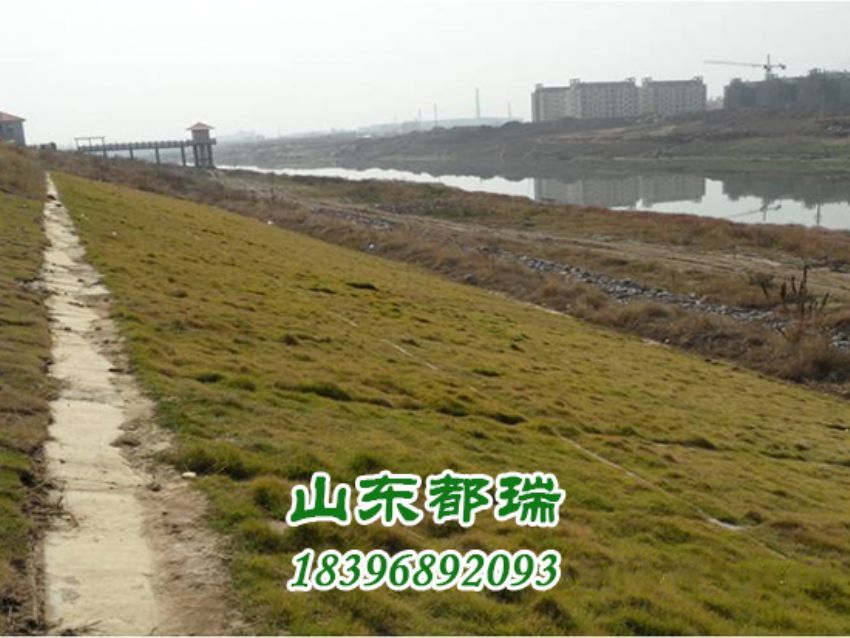 河道植草生態護坡